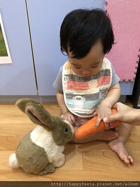 河馬。兔子🐰吃紅蘿蔔🥕_180823_0034.jpg