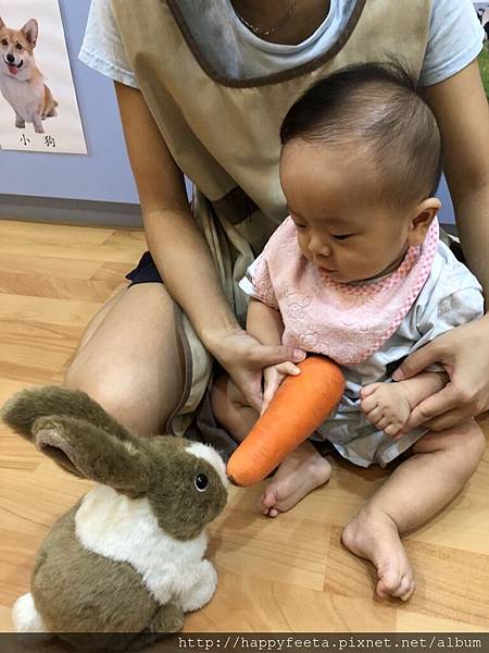 河馬。兔子🐰吃紅蘿蔔🥕_180823_0037.jpg