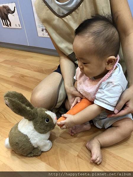 河馬。兔子🐰吃紅蘿蔔🥕_180823_0039.jpg