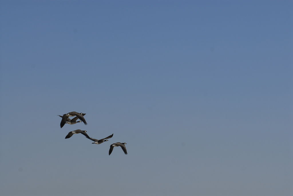 _DSC0036.JPG _DSC0036.JPG