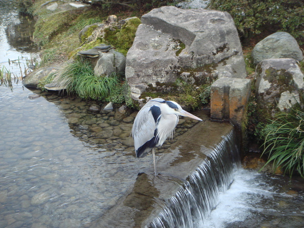 兼六園--像假的真鳥.JPG