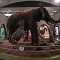 Nairobi National Museum (8).JPG