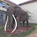 Nairobi National Museum (45).JPG