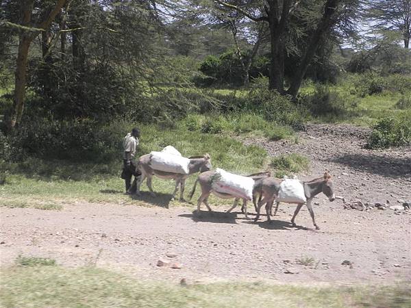 前往Lake Nakuru之路上 (3).JPG