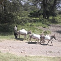 前往Lake Nakuru之路上 (3).JPG