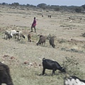 前往Lake Nakuru之路上 (4).JPG