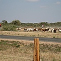 前往Lake Nakuru之路上 (14).jpg