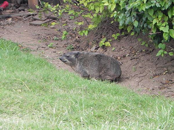 Rock Hyrax.JPG