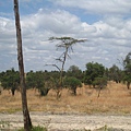 前往Amboseli NP (5).jpg