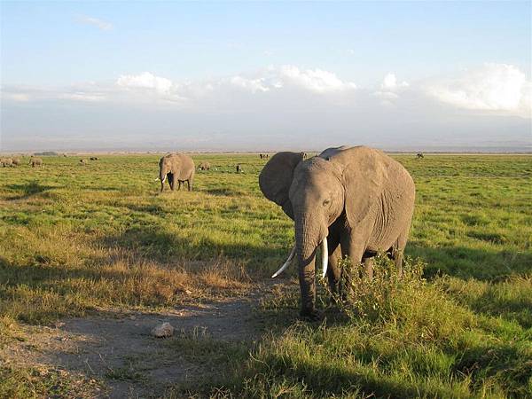 Amboseli NP (12).jpg