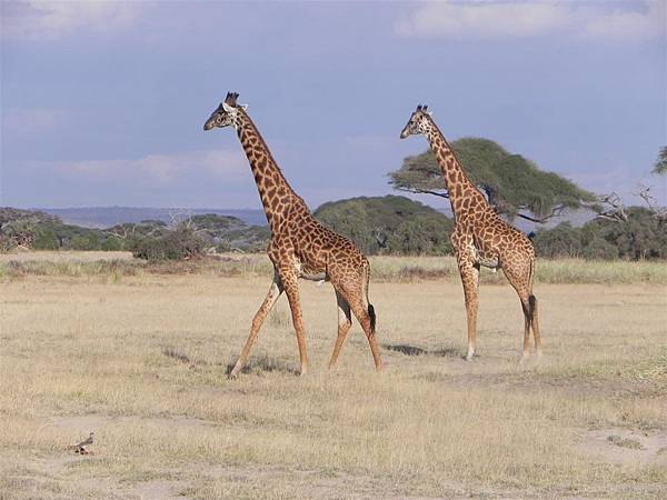 Amboseli NP (15).JPG