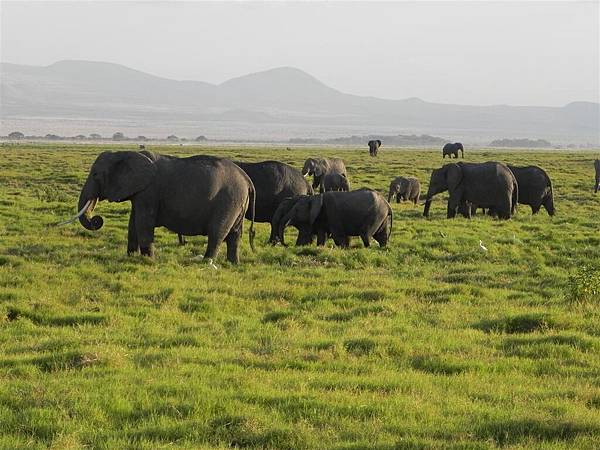 Amboseli NP (17).JPG