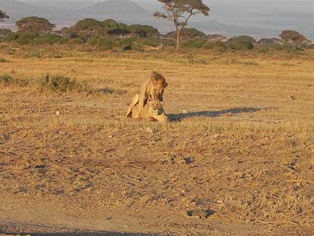 Amboseli NP (3).JPG