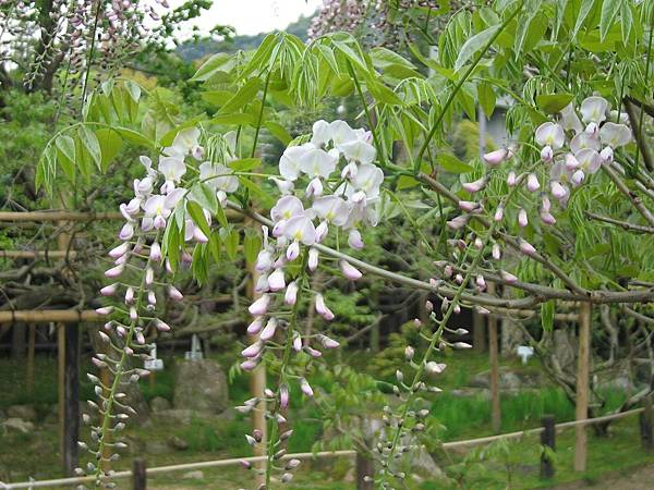 奈良春日大社 (54).JPG