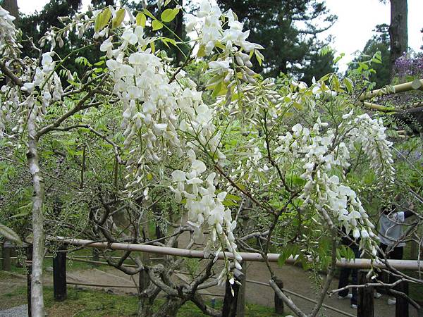 奈良春日大社 (73).JPG