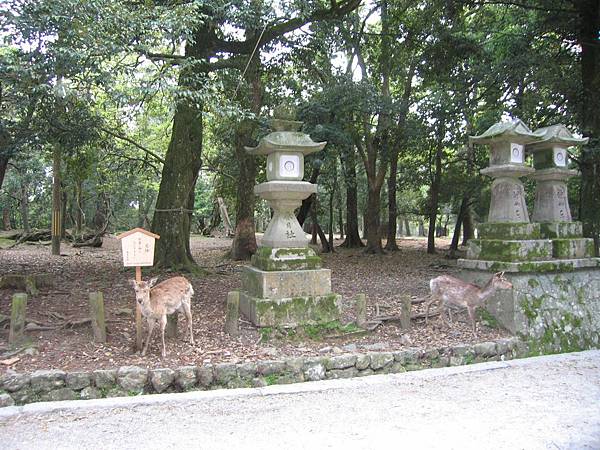 奈良春日大社 (82).JPG