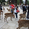 奈良東大寺 (4).JPG