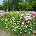 京都真如堂 (9).JPG