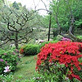 京都平安神宮 (13).JPG