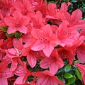 京都平安神宮 (14).JPG