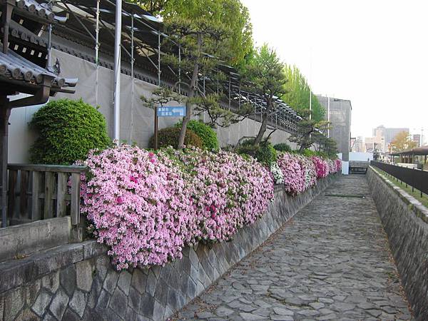 京都西本願寺 Azalea (1).JPG