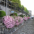 京都西本願寺 Azalea (1).JPG