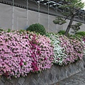 京都西本願寺 Azalea (2).JPG