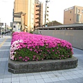 京都西本願寺 Azalea.JPG