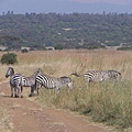 Nairobi NP (10).JPG