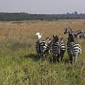 Nairobi NP (12).JPG