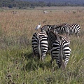 Nairobi NP (13).JPG