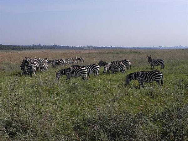 Nairobi NP (14).JPG