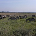 Nairobi NP (14).JPG