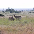 Nairobi NP (15).JPG