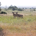 Nairobi NP (16).JPG