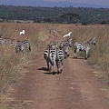 Nairobi NP (18).JPG