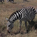 Nairobi NP (20).JPG