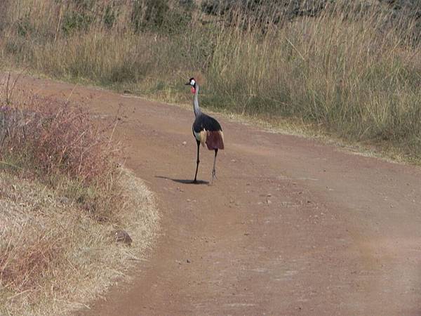 Nairobi NP (29).JPG