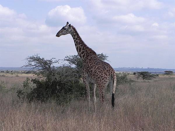 Nairobi NP (35).JPG