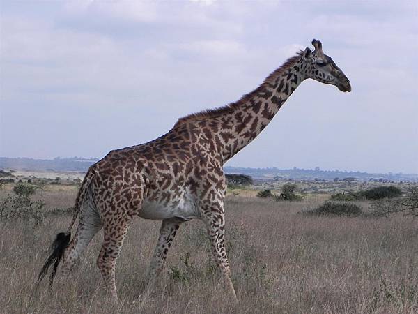 Nairobi NP (37).JPG