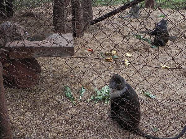 Animal Orphanage (31).JPG