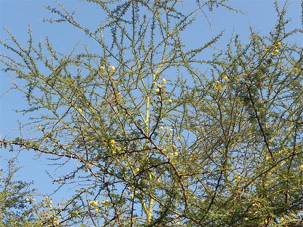 Acacia (13).JPG