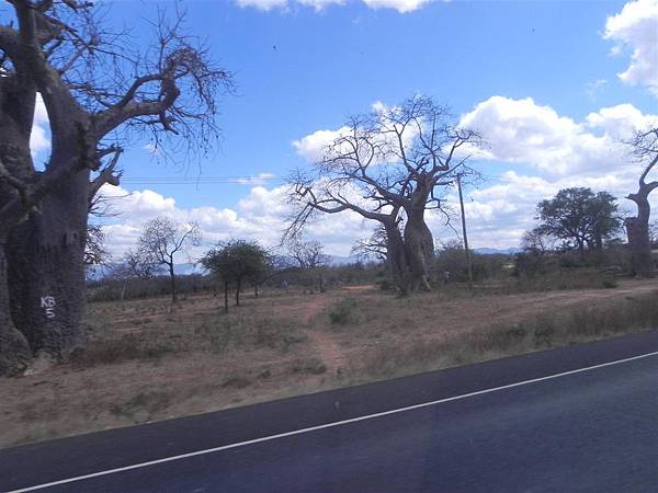 Baobab (2).JPG