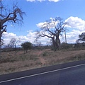 Baobab (2).JPG