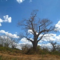 Baobab (5).jpg