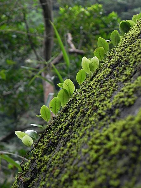 砂卡礑步道 (31).JPG