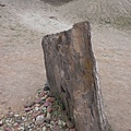 樹化石 (2).JPG