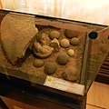 省立博物館 (3).jpg