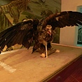 省立博物館 (5).jpg