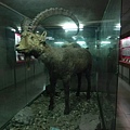 省立博物館 (6).jpg